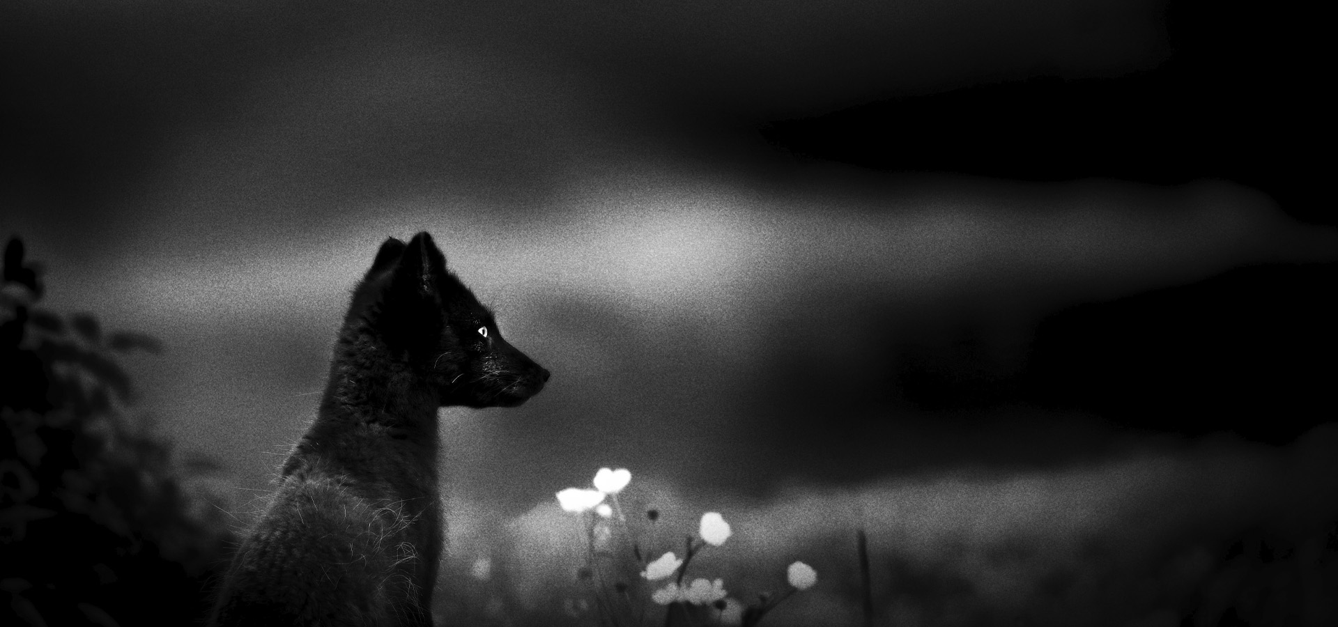 Iceland Photo Workshop 2024 – the kingdom of the Arctic Fox